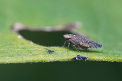 Paraphlepsius collitus