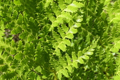 Culcita macrocarpa
