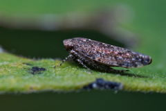 Paraphlepsius collitus