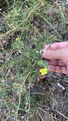 Potentilla argentea