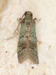 Cacotherapia flexilinealis