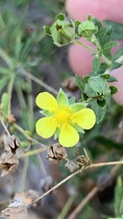Potentilla argentea