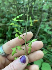 Hylodesmum glutinosum