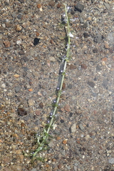 Egeria densa