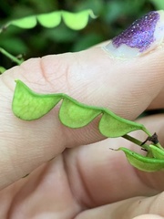 Hylodesmum glutinosum