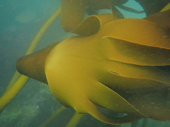 Laminaria pallida