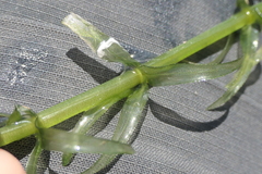 Egeria densa