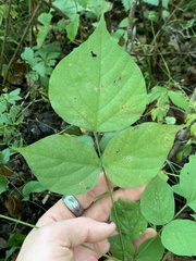 Hylodesmum glutinosum