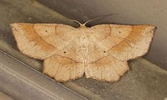 Euchlaena marginaria