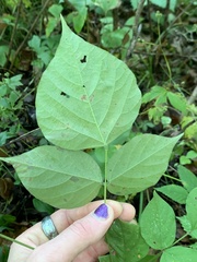Hylodesmum glutinosum