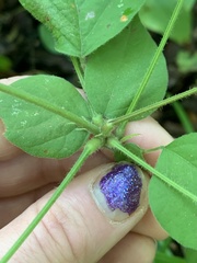 Hylodesmum glutinosum