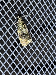 Olethreutes astrologana