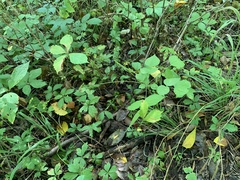 Hylodesmum glutinosum