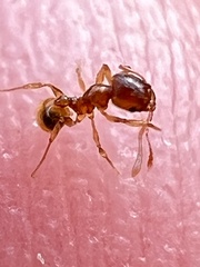 Pheidole navigans