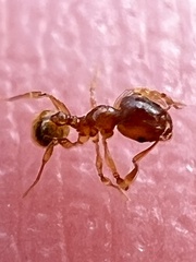 Pheidole navigans