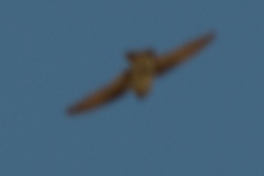 Petrochelidon pyrrhonota