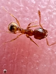 Pheidole navigans