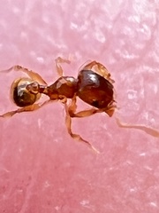 Pheidole navigans