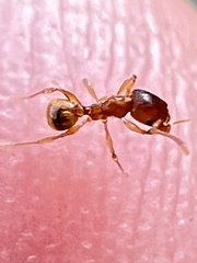 Pheidole navigans