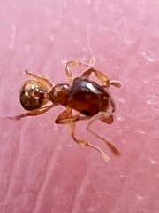 Pheidole navigans