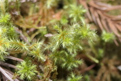 Breutelia azorica