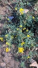 Medicago falcata