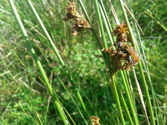 Polydontomyia curvipes