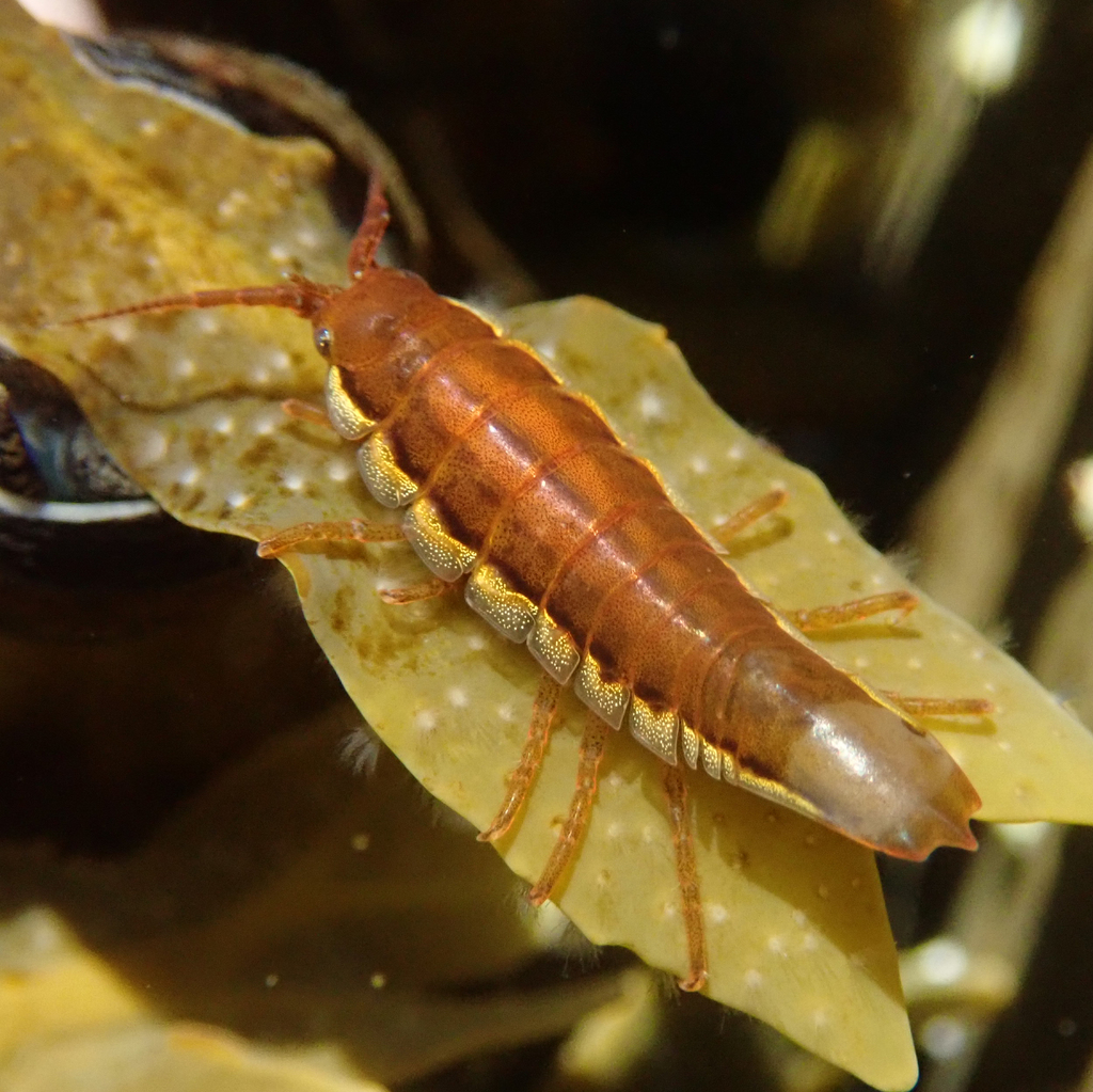 Baltic Isopod