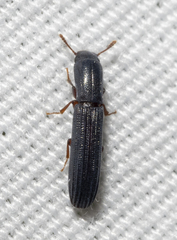Colydium lineola