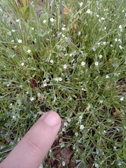 Angiospermae