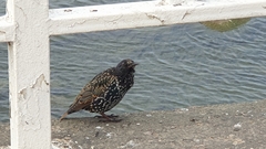 Sturnus vulgaris