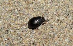 Micrositus orbicularis