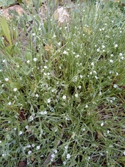Angiospermae