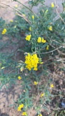 Medicago falcata