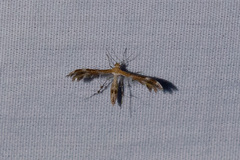 Dejongia californicus