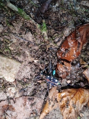 Cosmodela separata