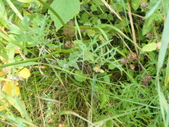 Heracleum sphondylium sibiricum