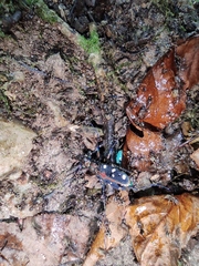 Cosmodela separata