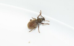 Otiorhynchus brunneus