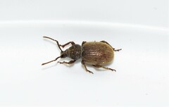 Otiorhynchus brunneus