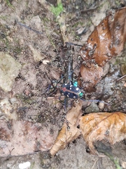 Cosmodela separata