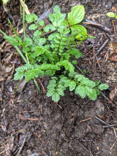 Cardamine yezoensis iNat (3)