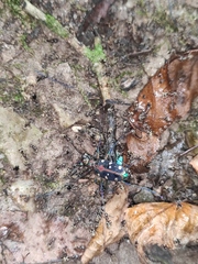 Cosmodela separata
