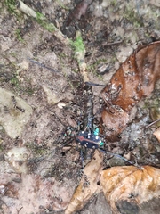 Cosmodela separata