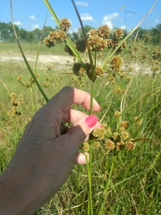 Cyperus entrerianus