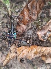 Cosmodela separata