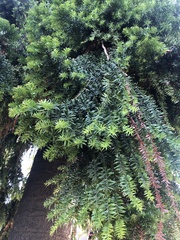 Podocarpus glomeratus