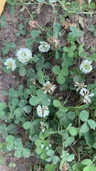 Trifolium repens