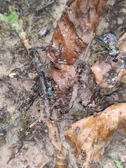 Cosmodela separata