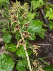 Epipactis papillosa